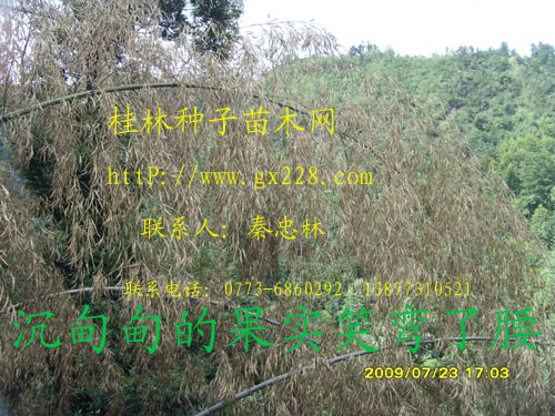 ͼƬ鿴