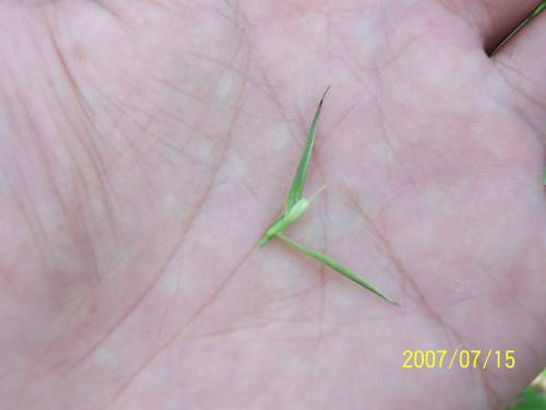 2007年已经灌浆毛竹种子